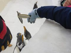 -广州热雪奇迹