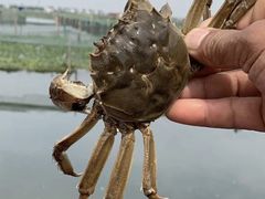 -七的湖·晚芳亭·阳澄湖农家菜·大闸蟹(莲花岛店)
