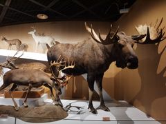 -陕西自然博物馆