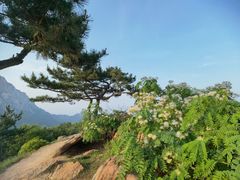 -崂山巨峰游览区