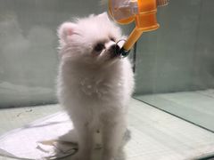 -momokira米努特·德文卷毛猫·棉花面纱犬