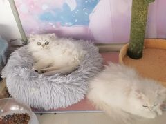 -糯米喵星人总部直营旗舰店·猫舍·幼猫出售