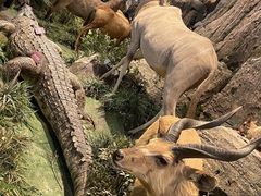 -陕西自然博物馆