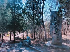 -云岗森林公园