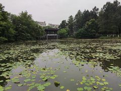 -范蠡湖公园