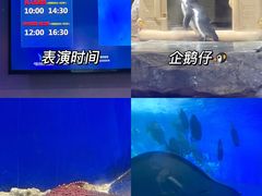 -合肥海洋世界