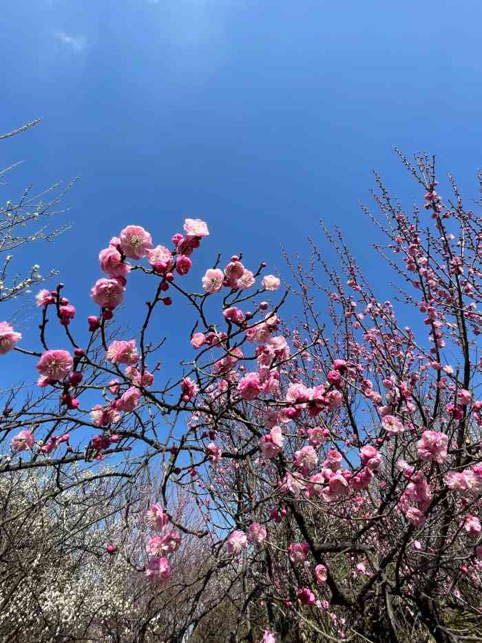 大观园梅园-"周六公司组织团建,大约1个半小时车程.天.