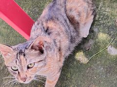 -同銮特种养殖场·龙虾垂钓