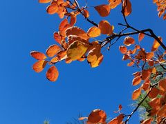 -东升八家郊野公园