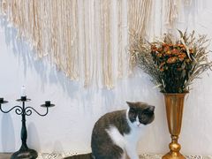 -猫友咖啡店(玉林西路店)