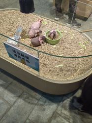 -酷嗒动物文化乐园(cutezoo西溪乐天城店)