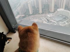 -柴犬小屋·柴餐厅·狗咖食堂(金鼎广场店)