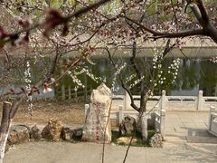 -桃花堤公园