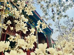 -天津大悲禅院