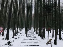 -武陵山森林公园