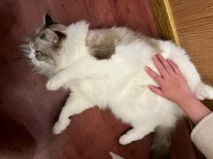 -MOCHA明星猫咖(田子坊店)