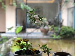 -乐领拈花溪·林涧食韵