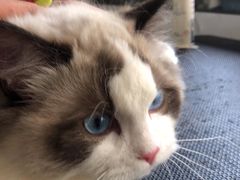 -糯米喵星人总部直营旗舰店·猫舍·幼猫出售