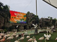 -新加坡飞禽公园