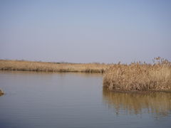 -宁波杭州湾国家湿地公园