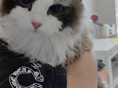 -北京观赏动物医院·24小时大型综合·猫专科·异宠专科