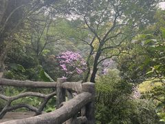 -梧桐山风景名胜区