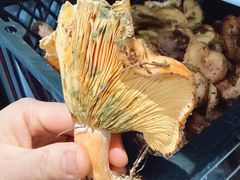 -菌之家·专业纯野生菌火锅·特色炒菌