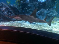-暹罗海洋世界