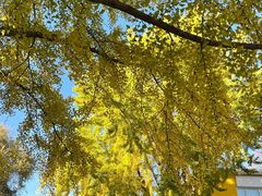 -三里屯东五街银杏大道