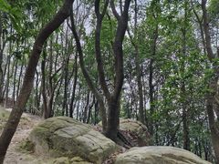 -南山植物园