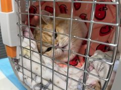 -伟伟宠物医院·CT影像中心·瑞派犬猫综合性门诊(汉口总院)