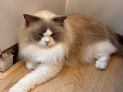 -有喵·猫咖·狗咖·40+猫狗有小奶狗(岗厦店)