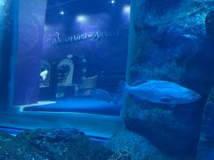 -迪拜水族馆及水下动物园