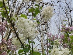 -桃花堤公园