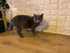 -平行世界·猫咖(首经贸店)