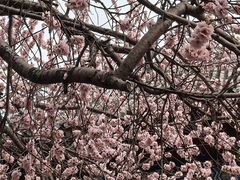 -桃花堤公园
