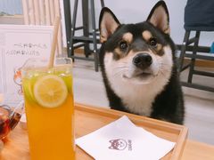 -柴迷FANS CLUB·柴犬狗咖·猫咖