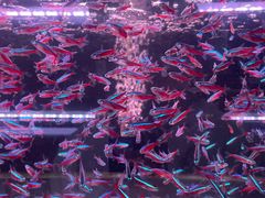 -中环花鸟鱼虫市场
