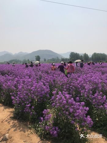 到门口就可以坐上免费的小火车围绕这个景区转一圈