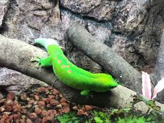 -广州长隆飞鸟乐园