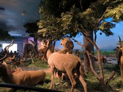 -国家自然博物馆