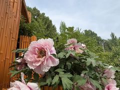 -郑州植物园