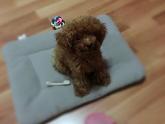 -瑞派·关忠动物医院·猫专科·犬专科(三环新城店)
