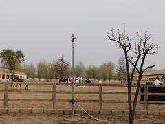 -北京群众马术培训基地