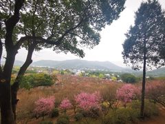 -香雪海