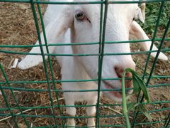 动物庄园-上海崇明金茂凯悦酒店