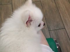 -爱侣·安琦尔宠物医院·中兽医针灸·心内科·狂犬免疫点(宝山区院)