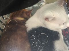 -申普宠物医院·心脏介入·心血管微创(总院)