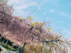 -嘉定紫藤园