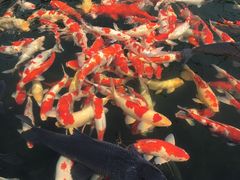 -湖鲜楼